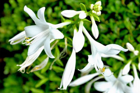 玉簪花家庭养殖之五大要点(玉簪花值得养的品种)