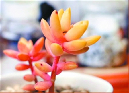 铭月冬季怎么养