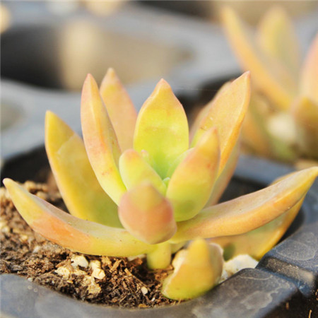 铭月冬季怎么养