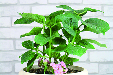 长寿花叶子能扦插吗怎么扦插