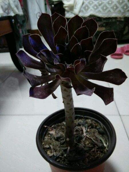 黑法师怎样过冬