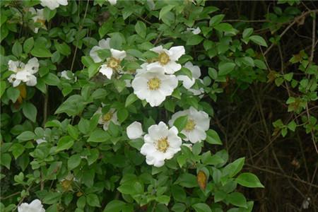 金樱子什么时候成熟 金樱子采收时间