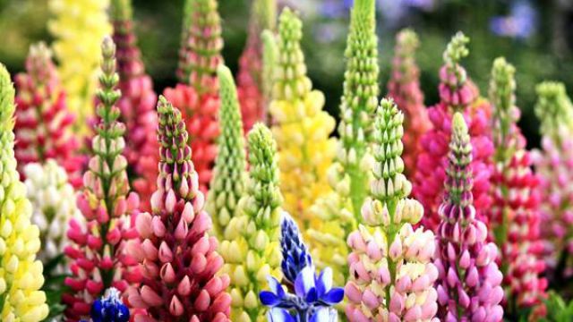 鲁冰花的养殖方法和注意事项(鲁冰花百科知识)