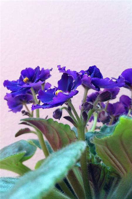 非洲堇花后怎么样修剪