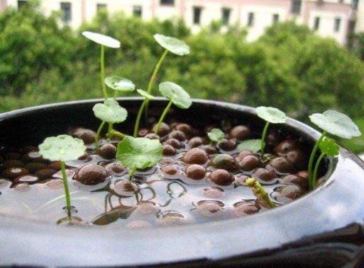 铜钱草水里放什么肥料