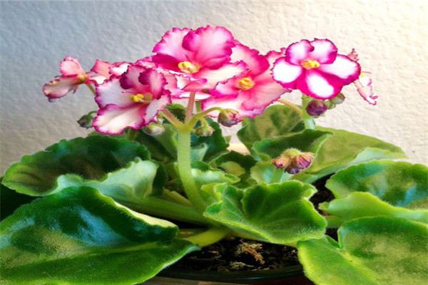 非洲堇怎么施肥(非洲堇花后怎么样修剪)