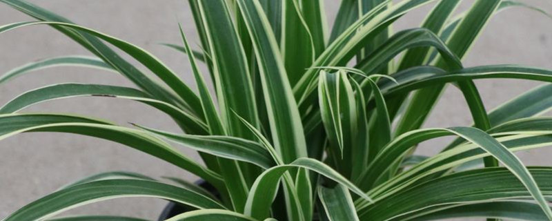 吊兰对水分的要求(吊兰需水量大吗)