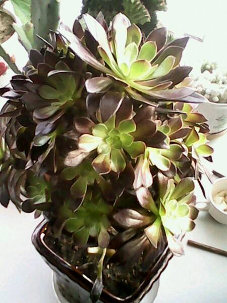 黑法师怎样过冬