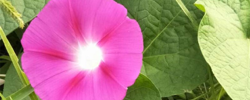 牵牛花叶子发黄怎么办处理方法黄叶枯萎的原因(牵牛花结果后叶子黄了枯萎了)