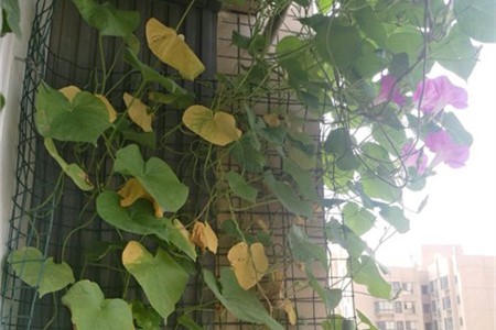 牵牛花结果后叶子黄了枯萎了