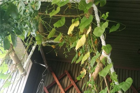 牵牛花结果后叶子黄了枯萎了