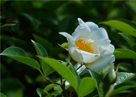 金樱子什么时候成熟 金樱子采收时间