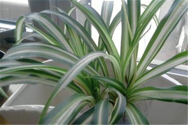 银心吊兰的养殖方法和注意事项(银心吊兰图片)