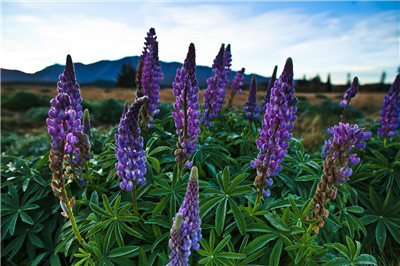 鲁冰花百科知识