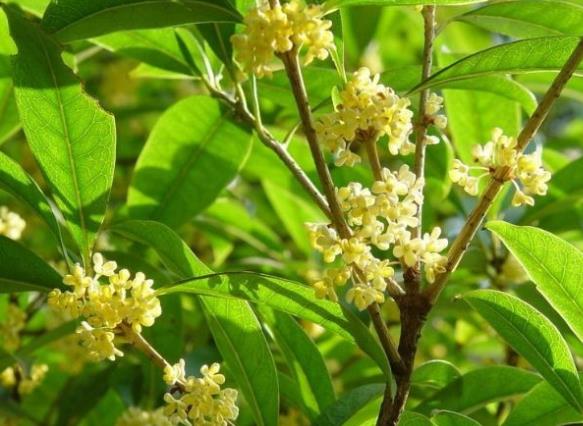 桂花叶子卷曲怎么回事缺少水分感染虫病害(桂花叶子卷起来怎么办)