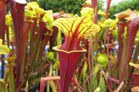 瓶子草怎么养(瓶子草怎么养出直立叶)