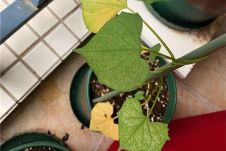 牵牛花结果后叶子黄了枯萎了