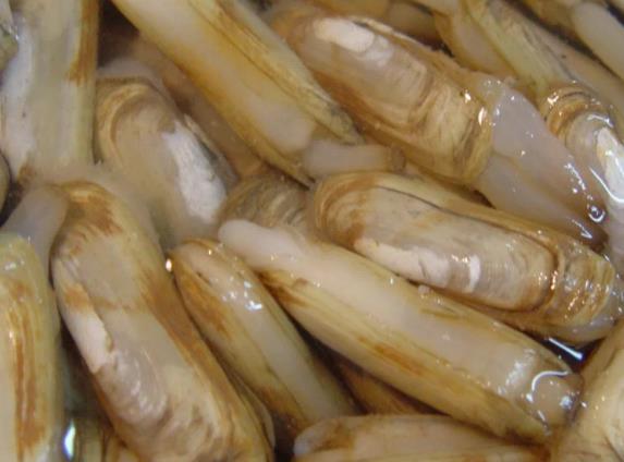 蛏子和西红柿一起吃吗增强抵抗力润肠通便美容(茄子能生吃吗有什么好处和坏处)