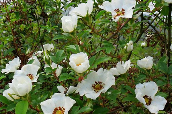 金樱子什么时候开花(金樱子什么时候成熟 金樱子采收时间)