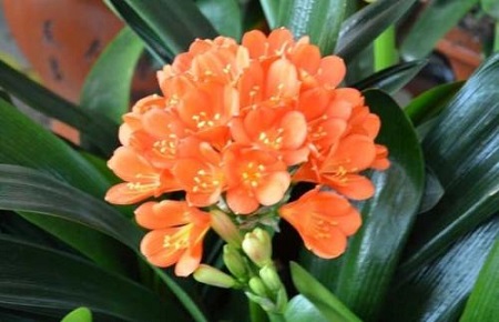 君子兰开花前怎么养护和管理