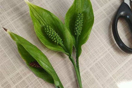 一帆风顺出现绿花怎么回事怎么处理(一帆风顺的花绿了怎么办)