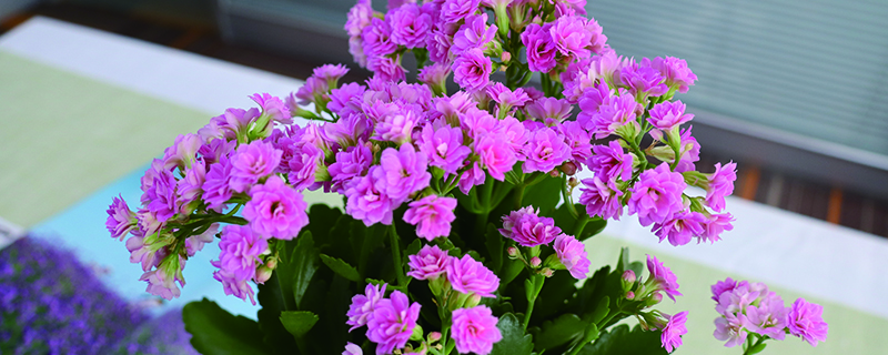 长寿花叶子能扦插吗(长寿花叶子能扦插吗怎么扦插)