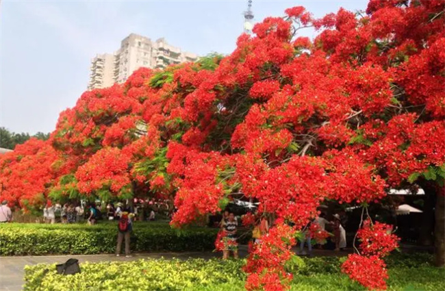 凤凰花的花语和寓意