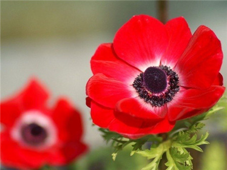 银莲花的功效和作用(银莲花药用)