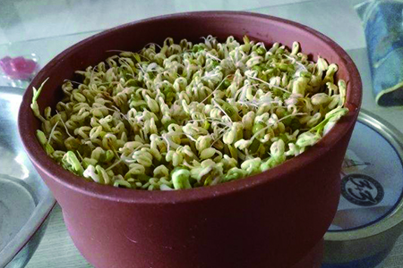 绿豆怎么发芽最快又好的建议