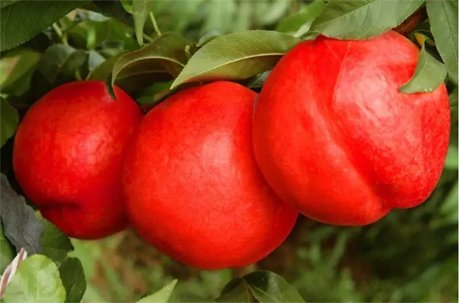 ​油桃的热量是多少大卡油桃的热量高不高(油桃是硬的还是软的)