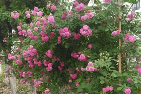 蔷薇花养多久开花