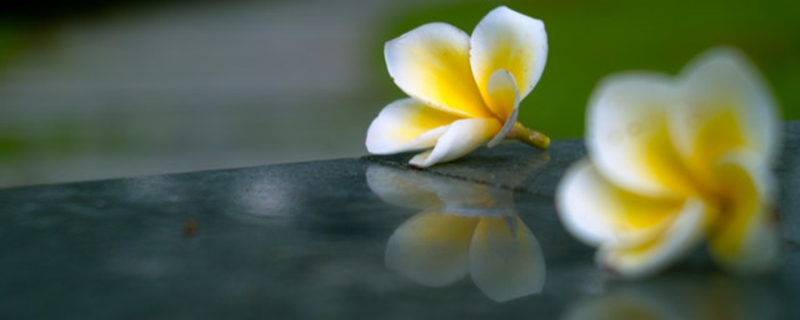 玉兰花和鸡蛋花的区别(玉兰花蒸鸡蛋的作用)