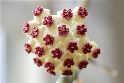 球兰不开花怎么回事