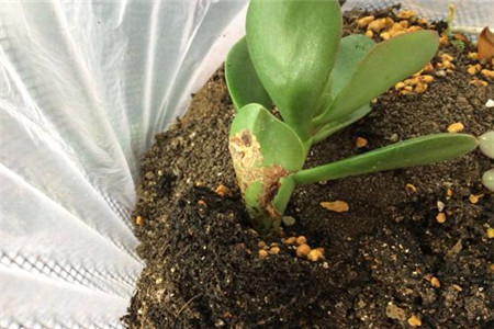 玉树的插扦方法视频