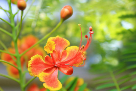 金凤花的养殖方法