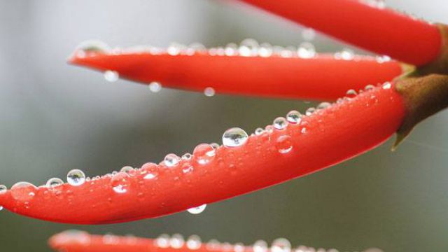 阳台上怎么种辣椒怎么选种什么时间播种(阳台种辣椒什么时候种)