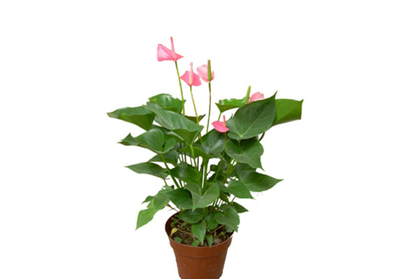 粉掌叶子发黄怎么办黄叶枯萎的原因及补救办法(粉掌叶片发黄怎么办)