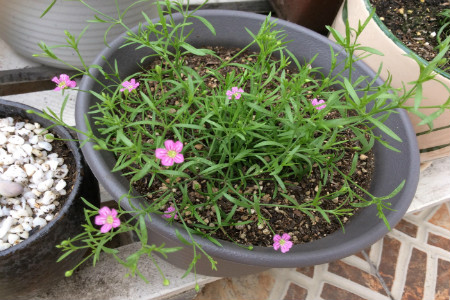 满天星怎么浇水(满天星盆栽浇水)