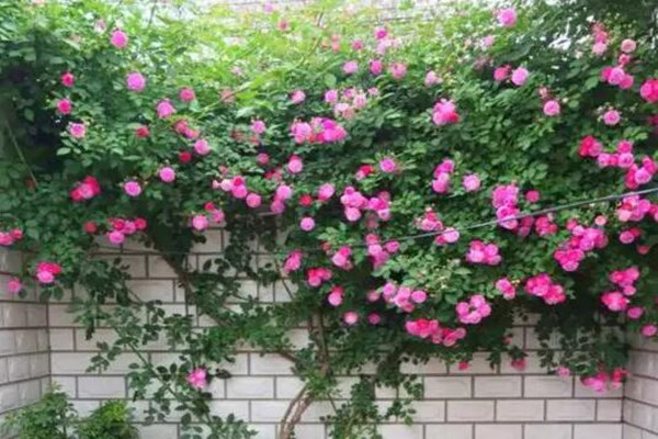 她养的蔷薇一次开花100朵1个月爬满墙！(蔷薇花养多久开花)
