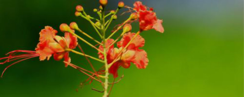 金凤花该怎么养(金凤花的养殖方法)