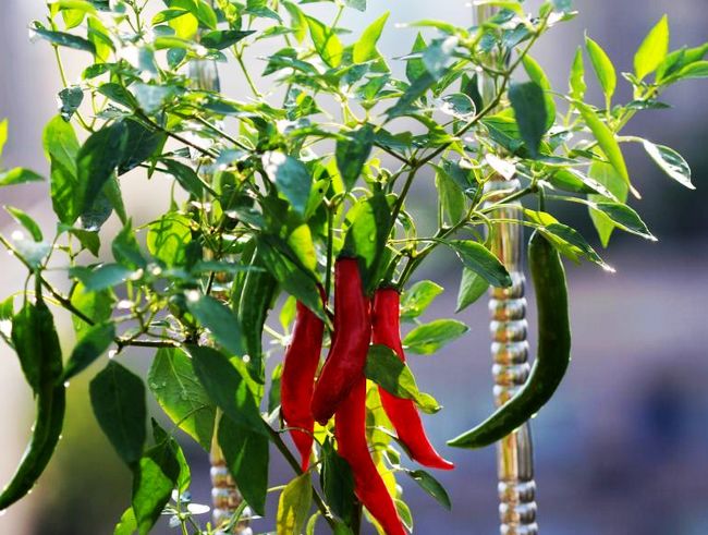 阳台种辣椒什么时候种