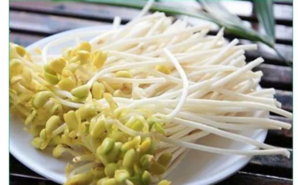 豆芽长绿叶怎么回事