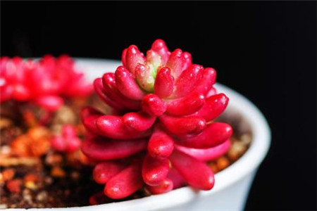 虹之玉好养活吗