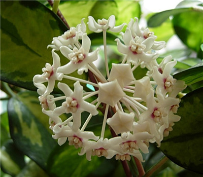 球兰不开花怎么回事