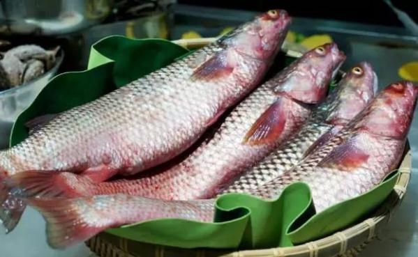 梭鱼有哪些功效与作用食用梭鱼的禁忌有哪些(梭鱼是啥)