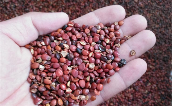 酸枣仁价格2023最新价格