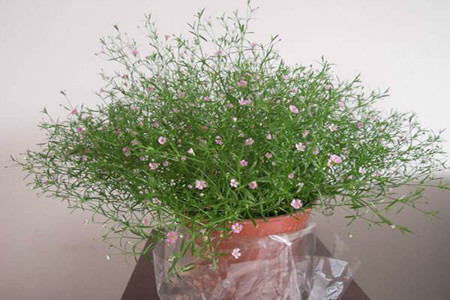 满天星盆栽浇水