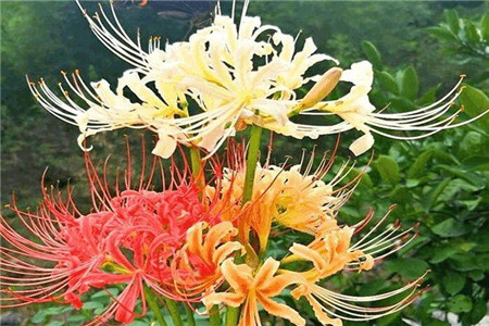 只有花无叶的花