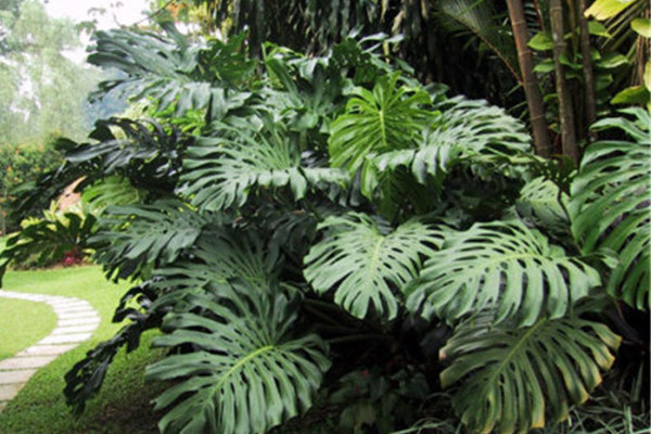 龟背竹叶子卷曲怎么办(龟背竹叶子卷起来了)