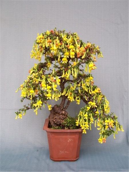 金雀花的养殖方法和注意事项视频